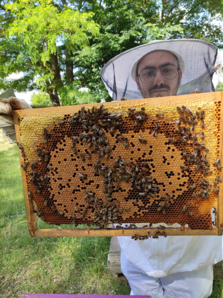 Nouvelle avancée scientifique : une publication sur l’impact des pesticides sur les abeilles
