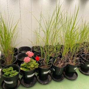 Miscanthus x giganteus