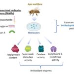 étude pesticides abeilles IUT Thionville-Yutz