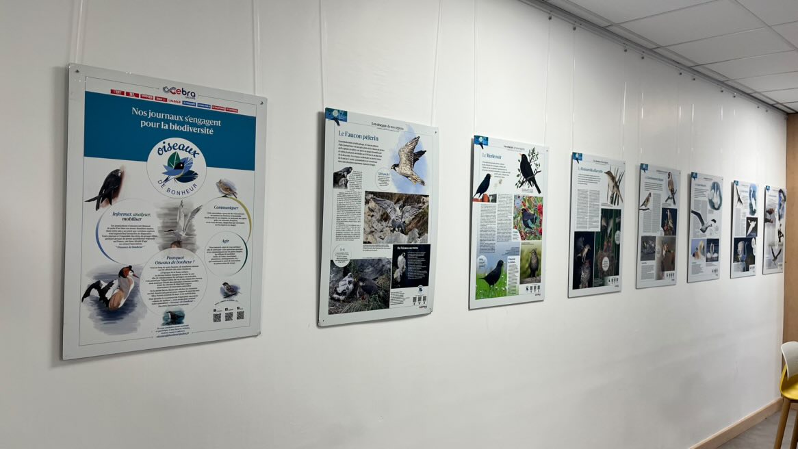 Oiseaux de bonheur - IUT Thionville-Yutz